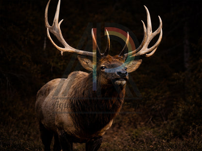 Crowned by the Wild