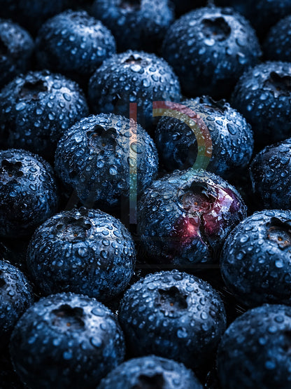 Midnight Harvest